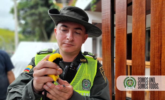 recuperación de pajaro silvestre