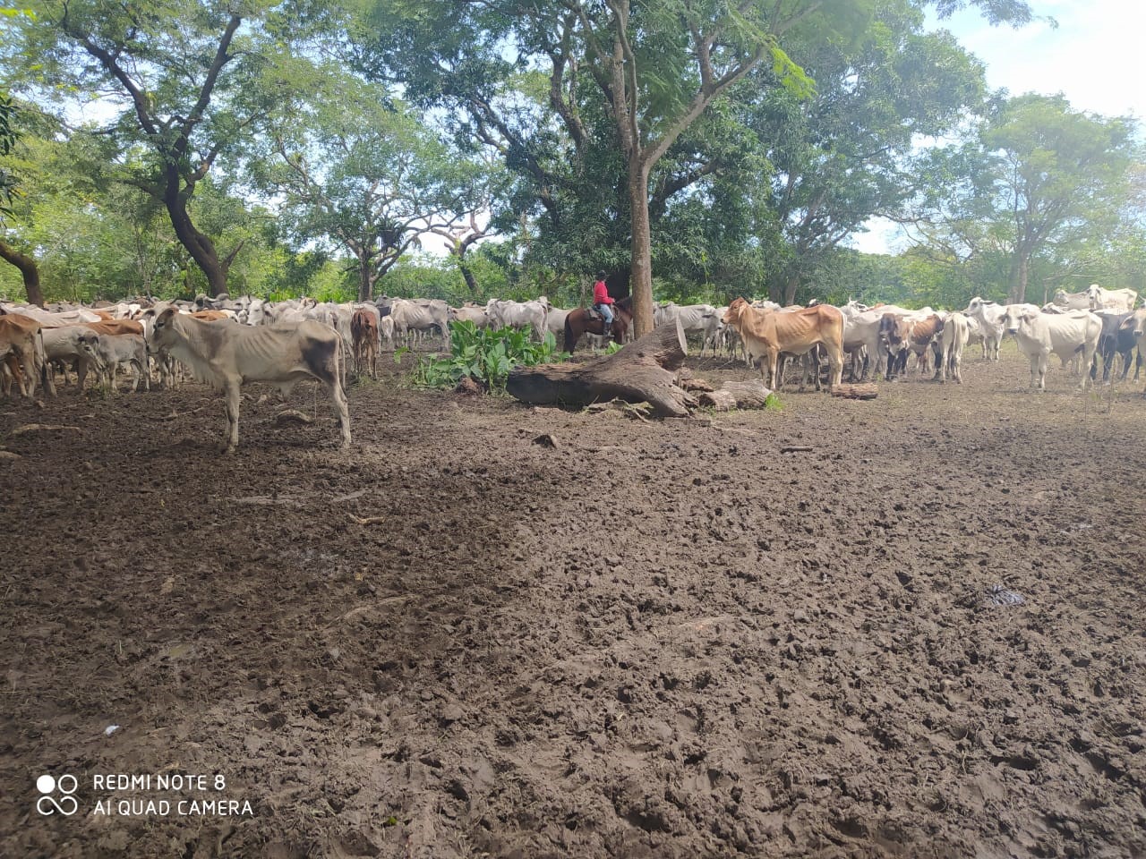 Golpe contundente contra el abigeato en Arauca 