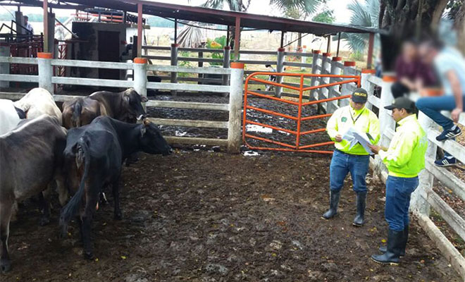 En-Ofensiva Nacional-contra-el-Delito-recuperamos-29-semovientes