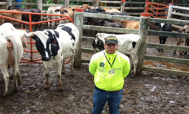 En-Ofensiva Nacional-contra-el-Delito-recuperamos-29-semovientes