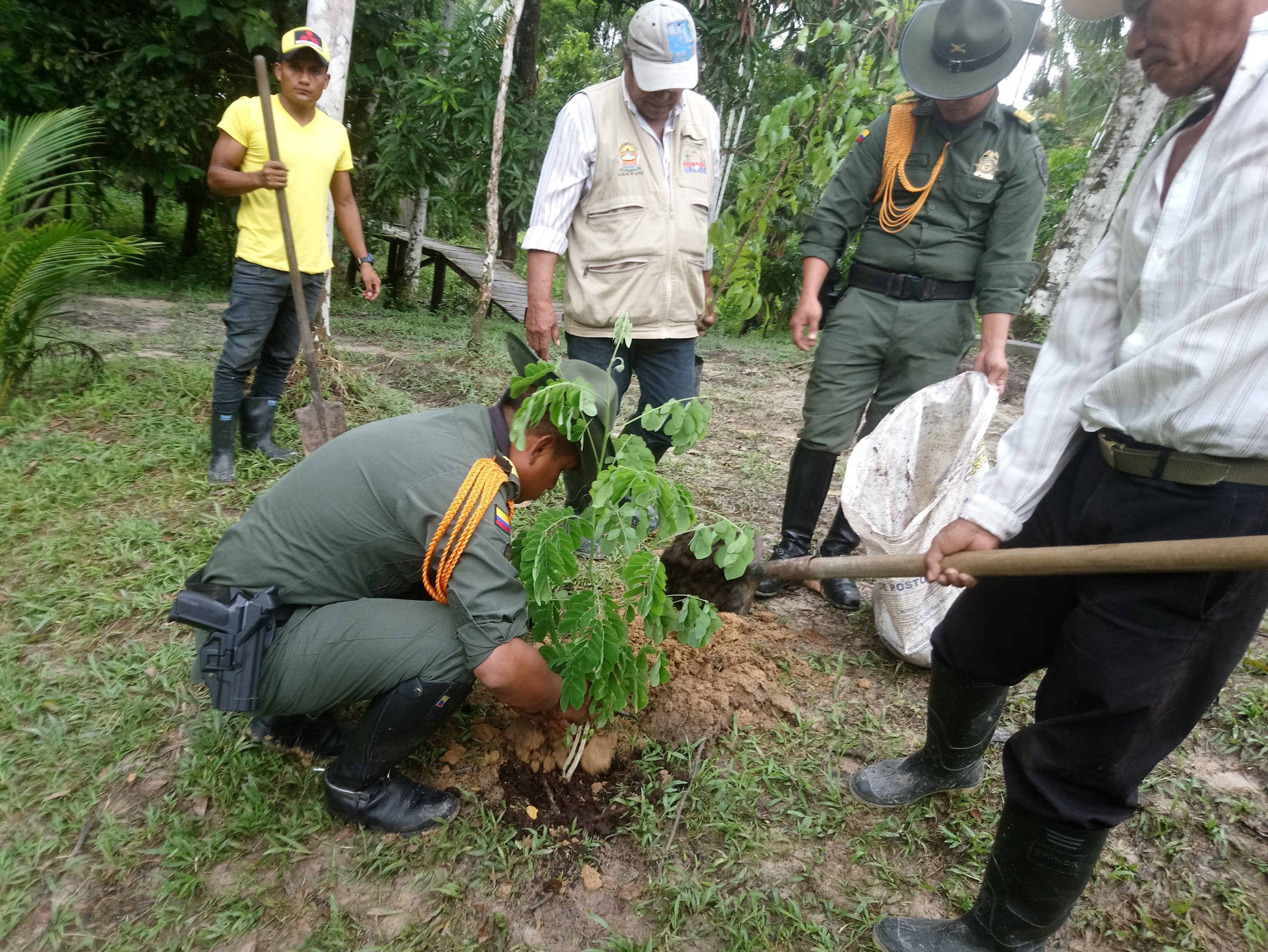 reforestacion