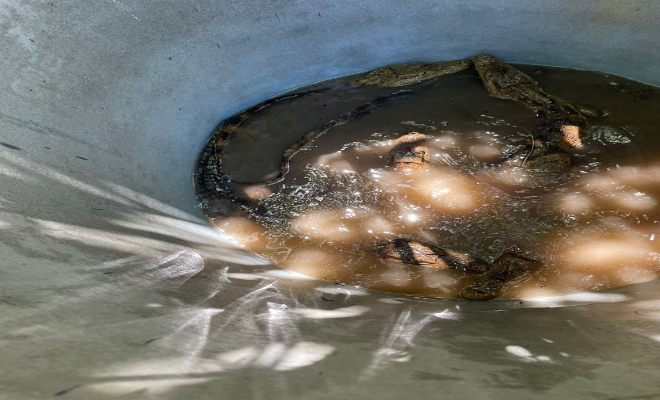 Hallaron los reptiles dentro de canastillas y costales.