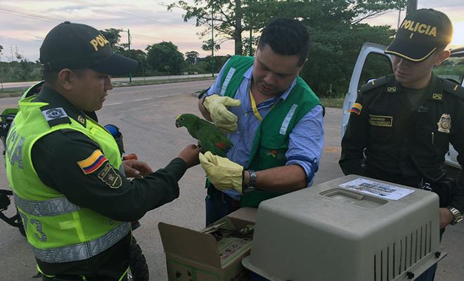 En-el-Meta-“juntos-por-los-animales”-rescatamos-cuatro-loros
