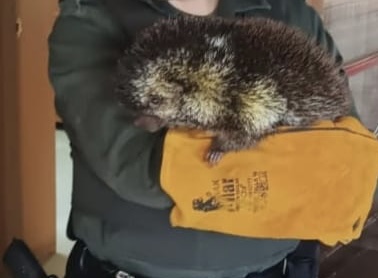 Rescatan en Aldana especie de fauna silvestre 