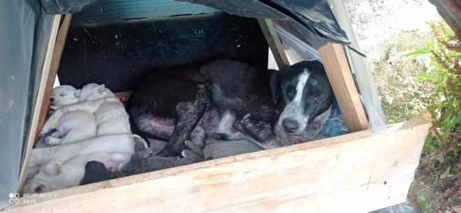 Patrullero de la Policía Tolima conmueve a ciudadanos, rescatando caninos algunos de estos en condición de calle