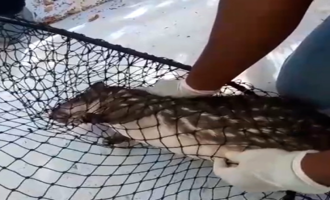 Rescatamos-una-Guartinaja