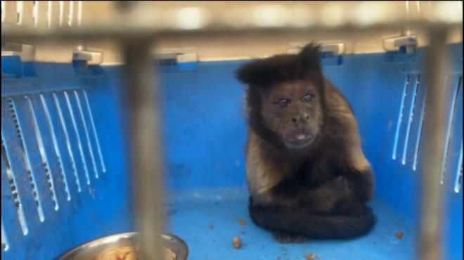 Rescate de mono capuchino en el municipio de Calarcá
