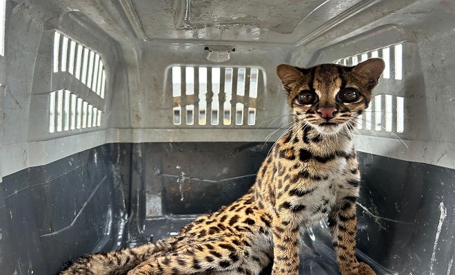 Rescatado tigrillo en Calarcá