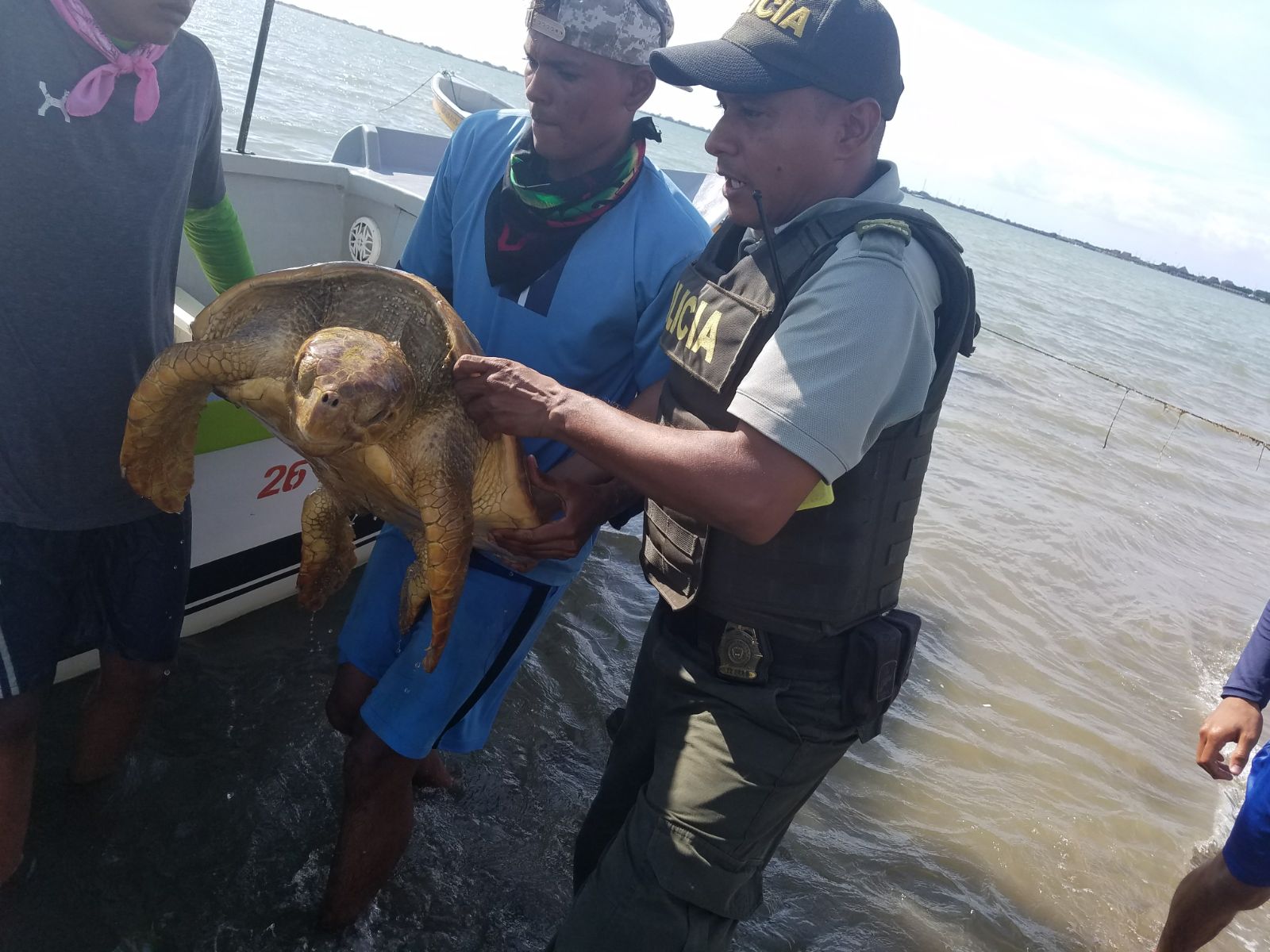 Rescate de tortuga en puerto velero