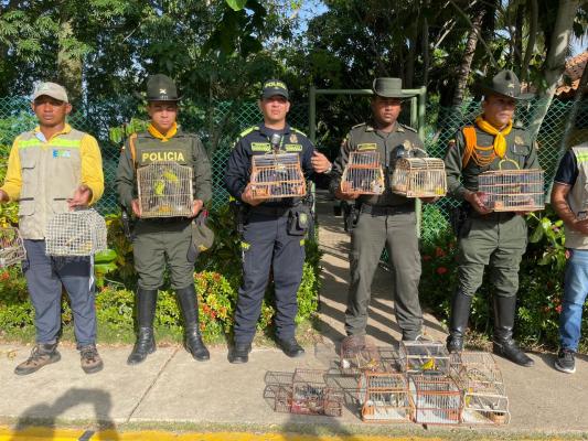 Rescatadas 35 especies de aves silvestres, que se encontraban en cautiverio en la plaza del mercado de Bazurto