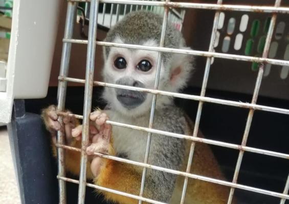 Protegen la fauna y flora en el Departamento 