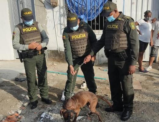 Nuestro grupo de ambiental está comprometido en el cuidado de los animales 