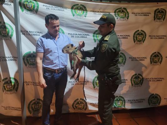 Rescate de un Chigüiro