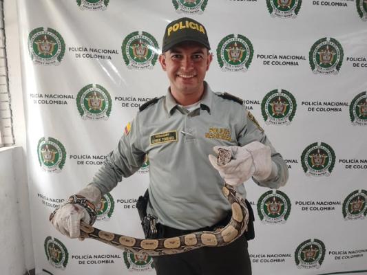 Rescate de una boa constrictor en San Martín, Meta 