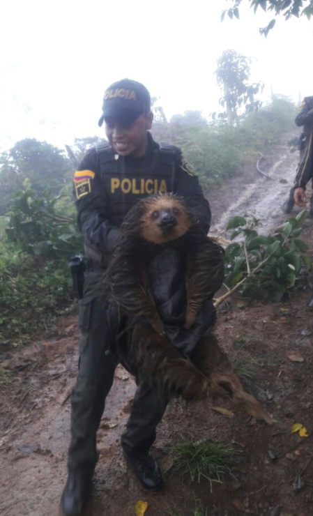 Rescatado oso perezoso Choloepus