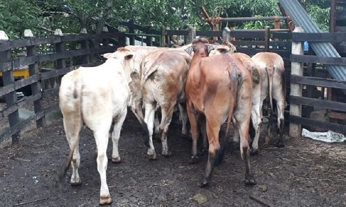 Se logró capturar a cinco personas e incautar dos armas de fuego con munición