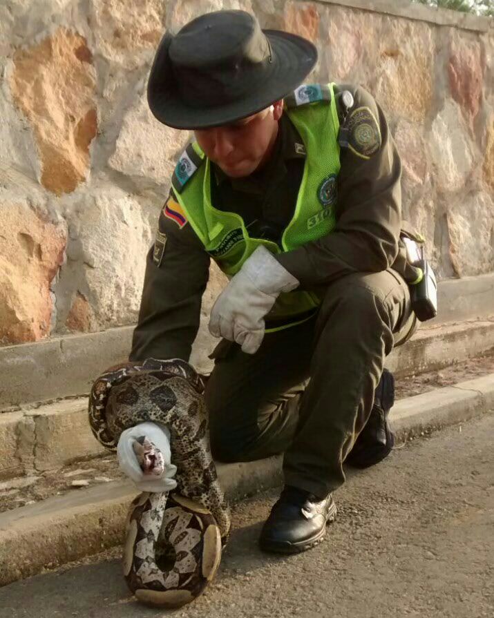 Dos serpientes de la especie ‘boa constrictor’ aparecieron 