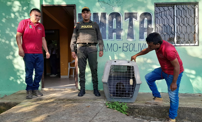 Rescate de un Mono Aullador Rojo