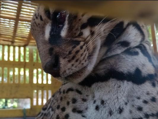 Rescatado  tigrillo cuna/guaro