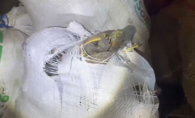 Recuperadas más de 1300 tortugas y 200 iguanas en Bolívar que serían comerciadas en la “Semana Mayor”