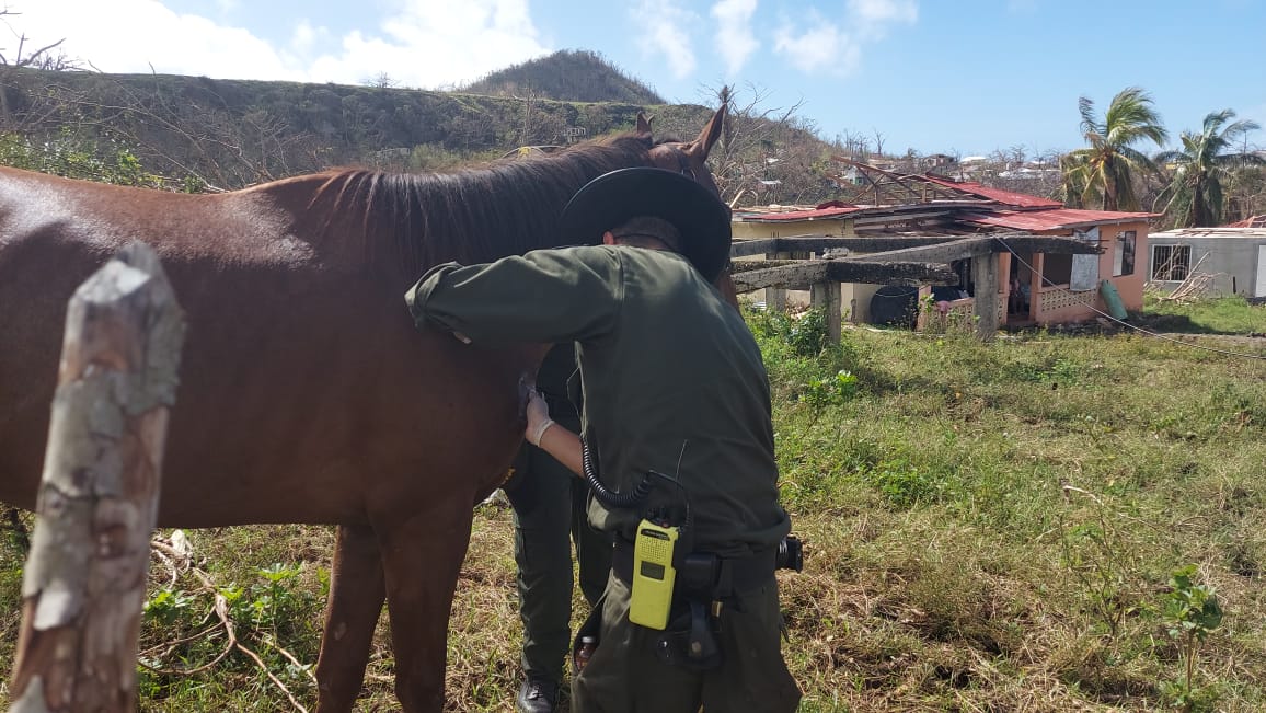 Lideramos jornada de vacunación, y desparasitación de mascotas en la Isla de Providencia y Santa Catalina