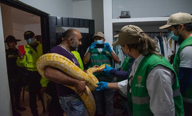 Tráfico de fauna silvestre 