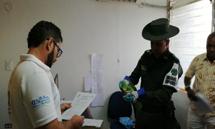 Las aves son expuestas a tóxicos que utilizan para pintar su plumaje natural y hacerlos más llamativos