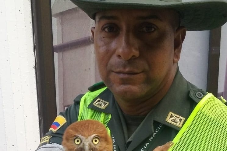 Tres-especies-silvestres-fueron-rescatadas-1 