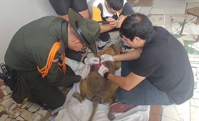 La Policía y veterinarios unen fuerzas para salvar a un perro herido