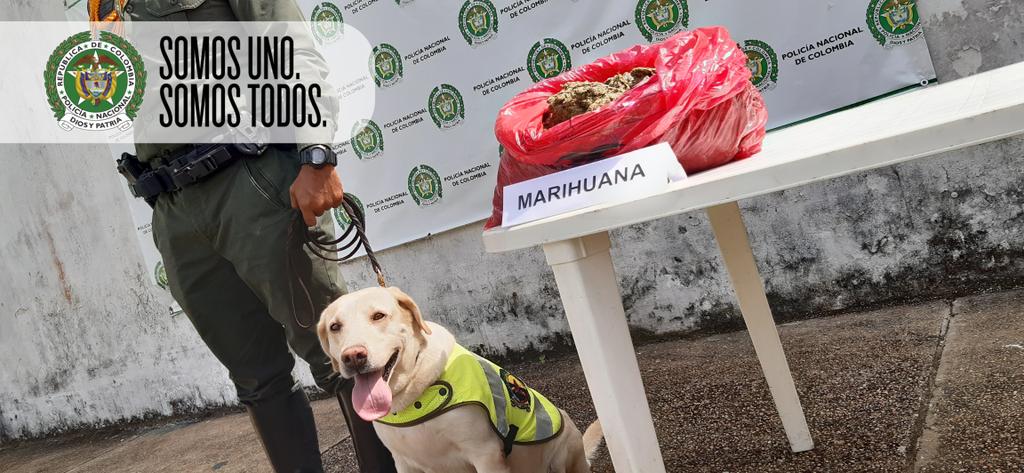Unidad Canina  logra la incautación de marihuana
