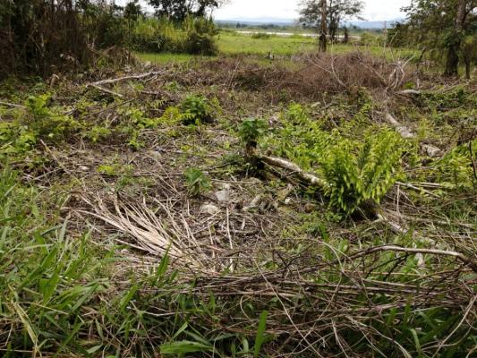 Utilizando-una-motosierra-taló-cerca-de-una-hectárea-de-bosque-en-zona-rural-de-Granada-3