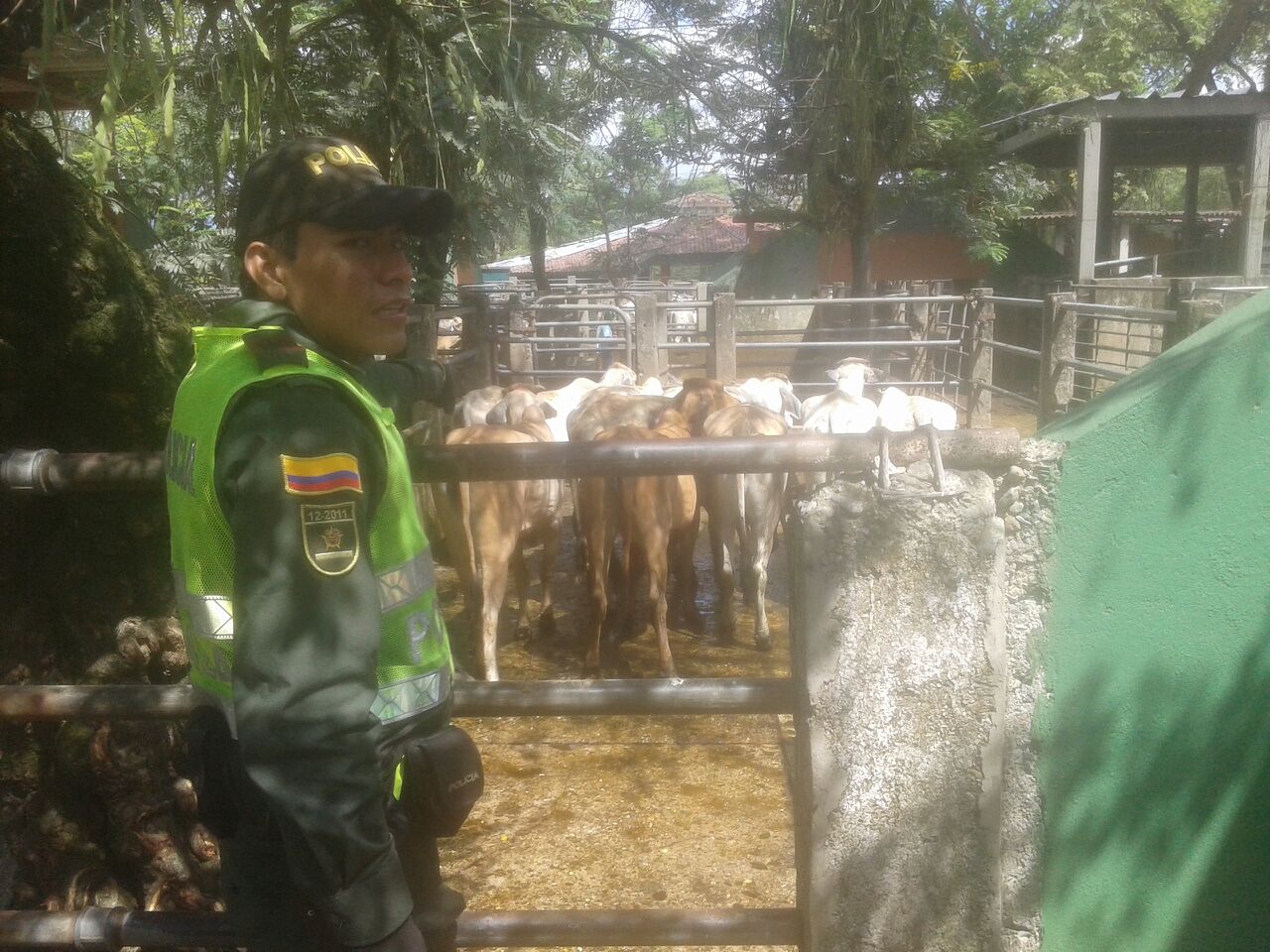 Contrabando de ganado venezolano no tiene cabida en la capital del Meta