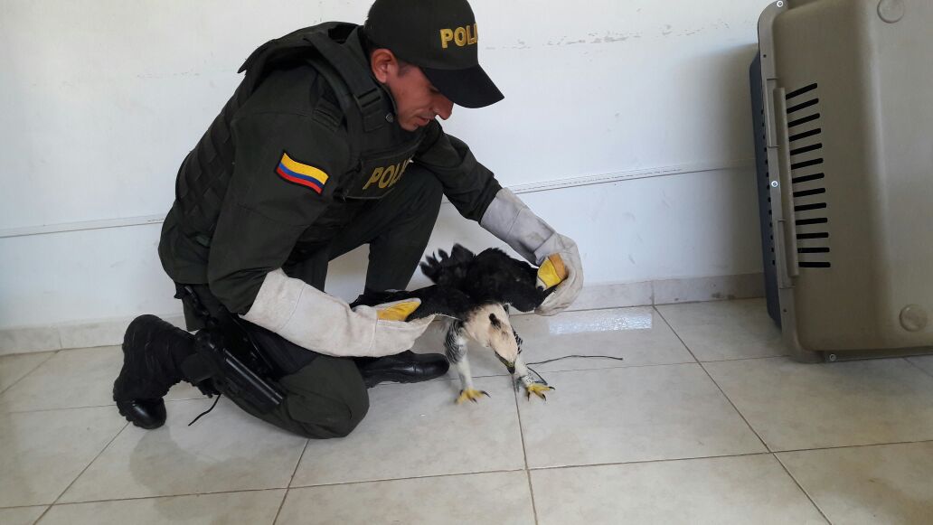Rescate de águila protegida y en vía de extinción 