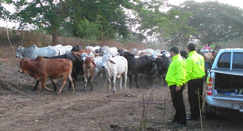 070515-cartagena-recuperacion-ganado