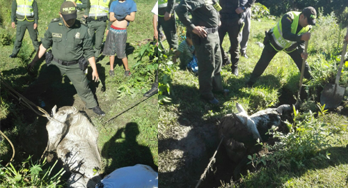 220815-rescate-caballo-santander-policia