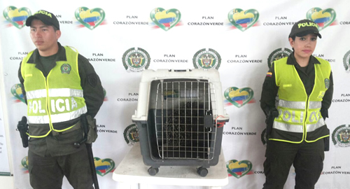 CUERPO ESPIN RESCATADO