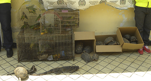 060415-incautacion-animales-loros-cesar