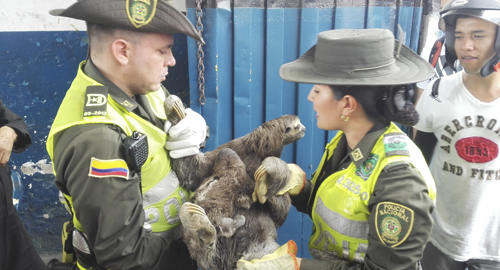 051015-rescate-oso-perezoso-Bucaramanga