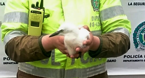 POLICIA NACIONAL-proteccion-fauna-nariño