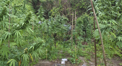 260615-destrucion-cultivo-marihuana-santamarta