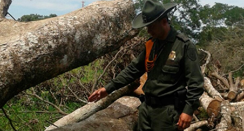 021015-actividad-ambiental-incautacion-madera-meta