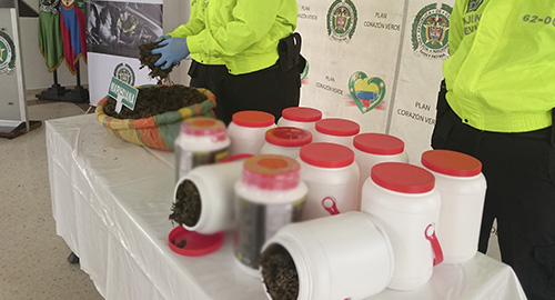 150415-incautacion-marihuana-meta-captura