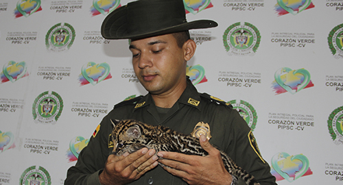 011214-tigrillo-enfermo-bucaramanga-2