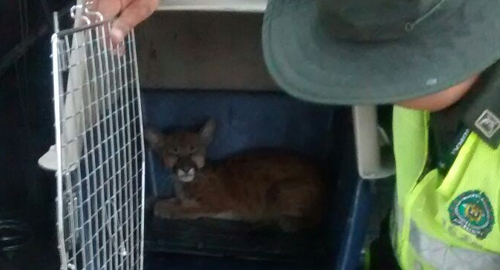 140915-rescate-puma-vivienda-cucuta