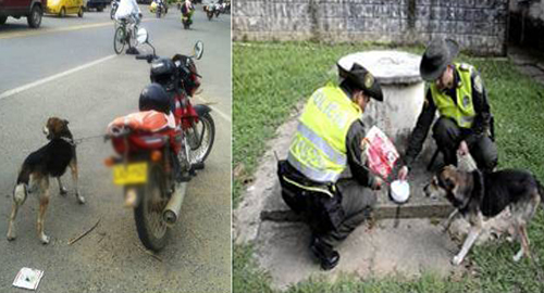 120615-actividad-rescate-perro-maltratado-antioquia