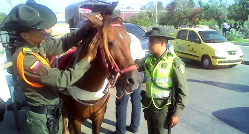 120815-actividad-control-equinos-cartagena