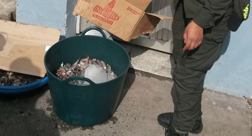 200115-incautacion-camaron-ilegal-venta-narino