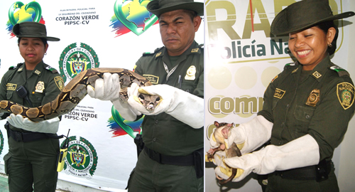 POLICIA NACIONAL Policía Nacional rescata fauna en el Amazonas